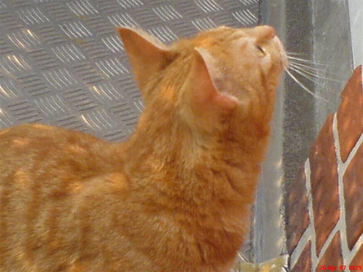 Huskat Prinz Mino vom Altgrunde - jeg vil ind billede 6