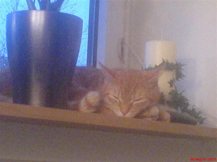 Huskat Prinz Mino vom Altgrunde - jeg sover altid inde ved mor billede 8