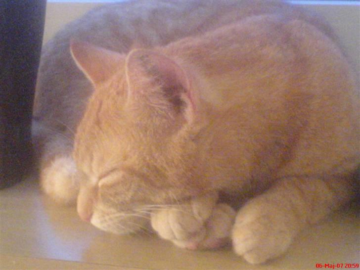 Huskat Prinz Mino vom Altgrunde - jeg elsker det billede 9