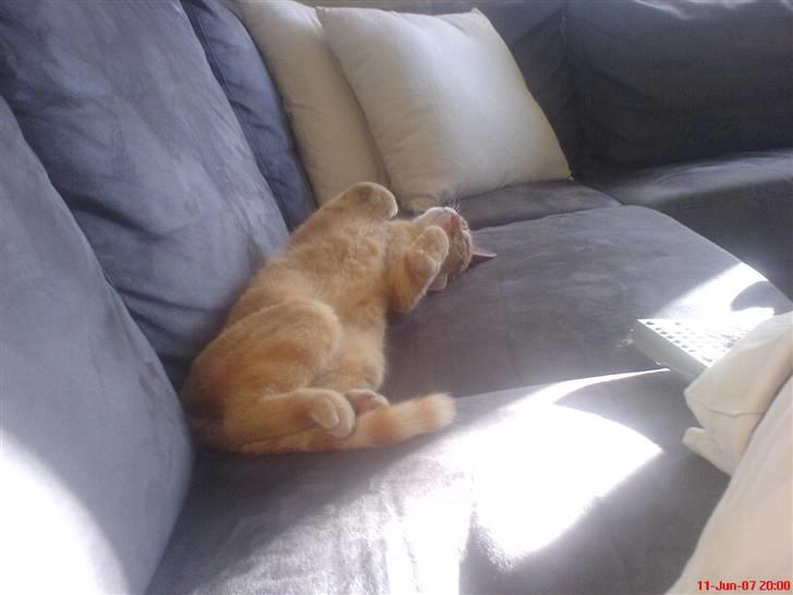 Huskat Prinz Mino vom Altgrunde - nu sover jeg i stuen billede 10