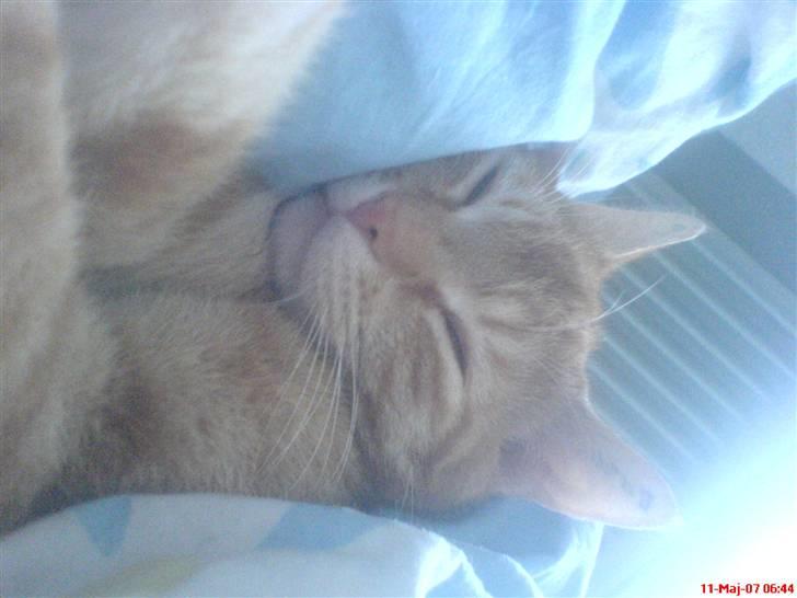 Huskat Prinz Mino vom Altgrunde - jeg elsker bare at sove inde ved mor billede 11