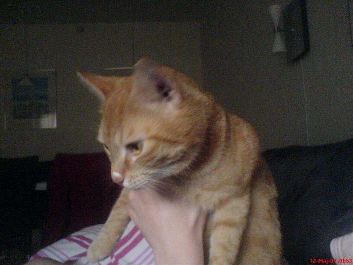 Huskat Prinz Mino vom Altgrunde - jeg kan godt lige det billede 12