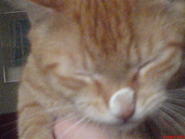 Huskat Prinz Mino vom Altgrunde - jeg elsker det billede 13