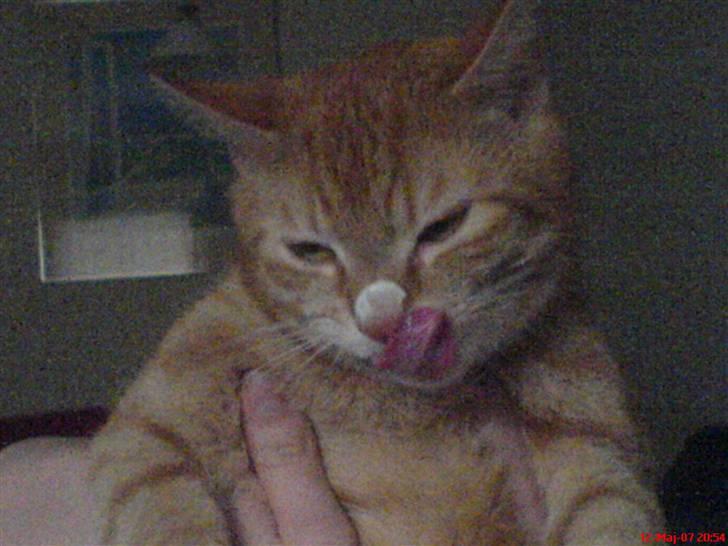 Huskat Prinz Mino vom Altgrunde - det smager godt billede 14