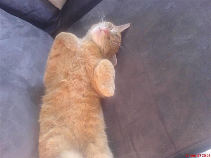 Huskat Prinz Mino vom Altgrunde - jeg vil vise min mave billede 15