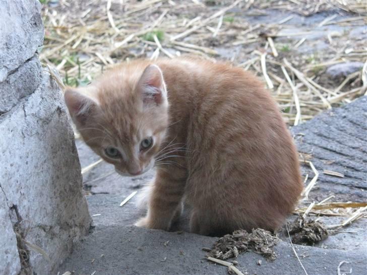 Huskat Rø'mis **BORTGIVET** billede 2