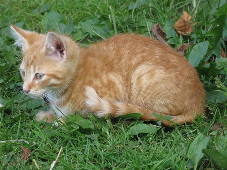 Huskat Rø'mis **BORTGIVET** billede 3