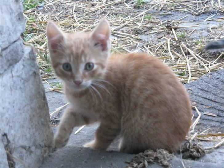 Huskat Rø'mis **BORTGIVET** billede 4