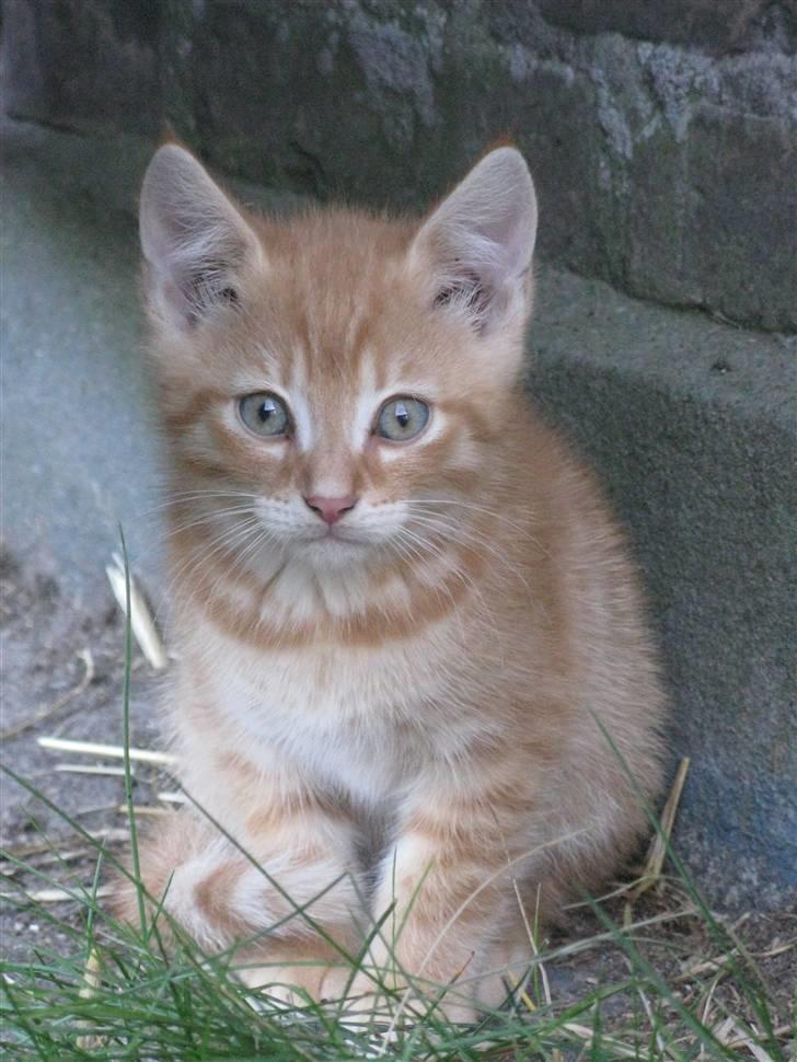 Huskat Rø'mis **BORTGIVET** billede 5