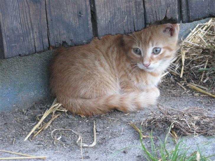 Huskat Rø'mis **BORTGIVET** billede 6