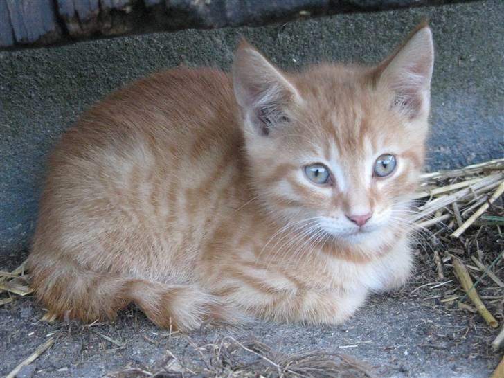 Huskat Rø'mis **BORTGIVET** billede 7