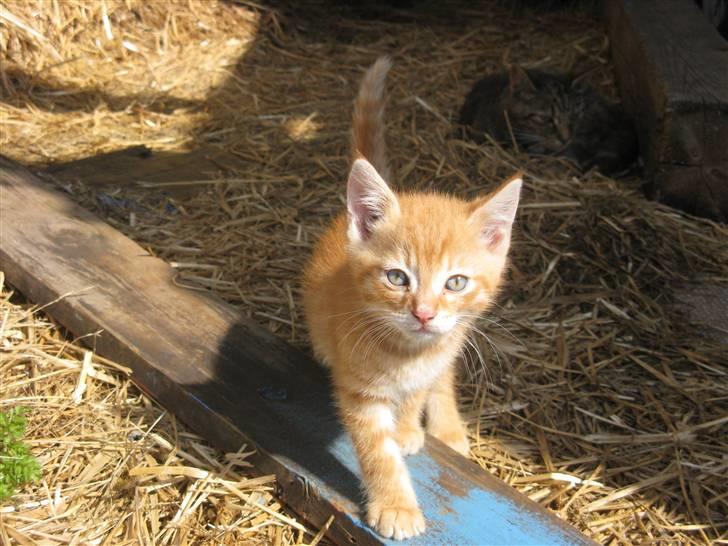 Huskat Rø'mis **BORTGIVET** billede 8