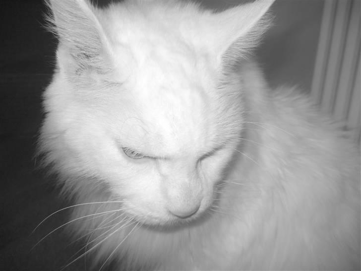 Maine Coon Josh billede 1