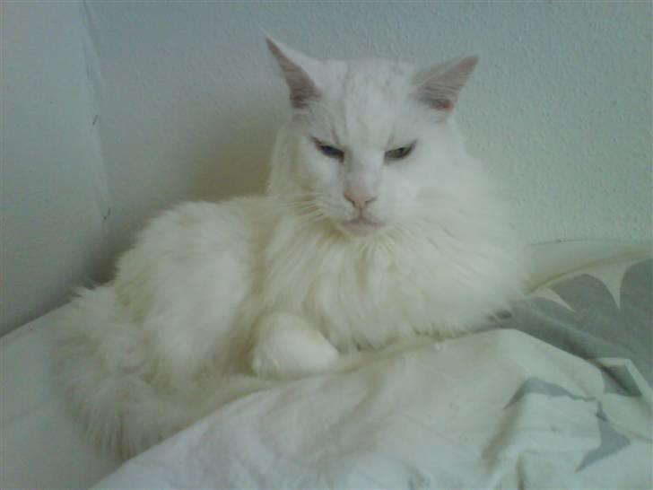 Maine Coon Josh billede 2