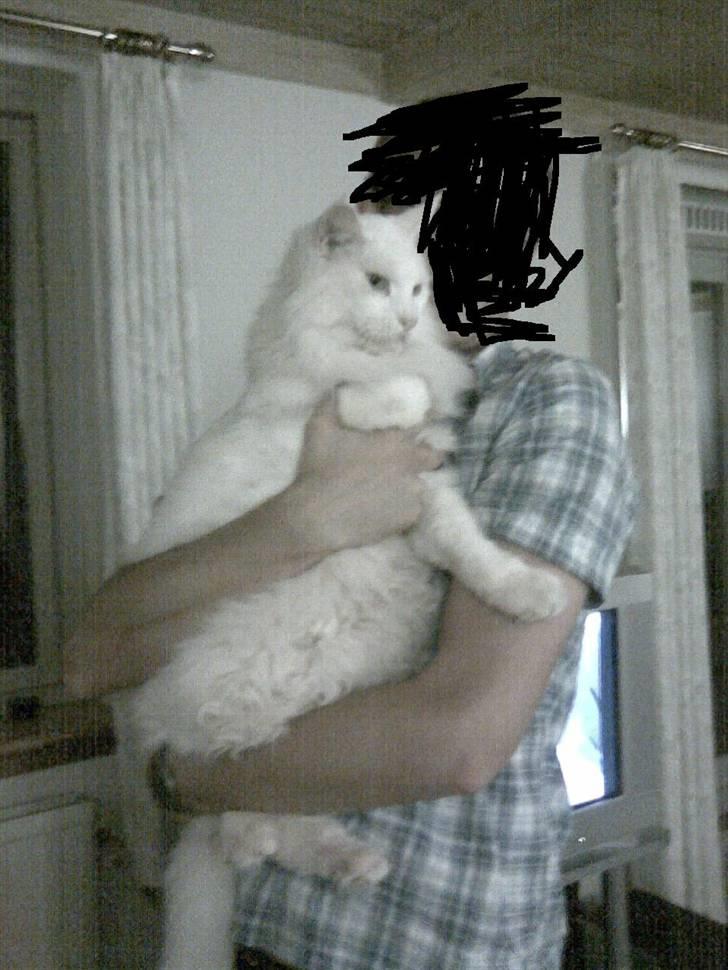 Maine Coon Josh - Uhyret og min bror billede 3