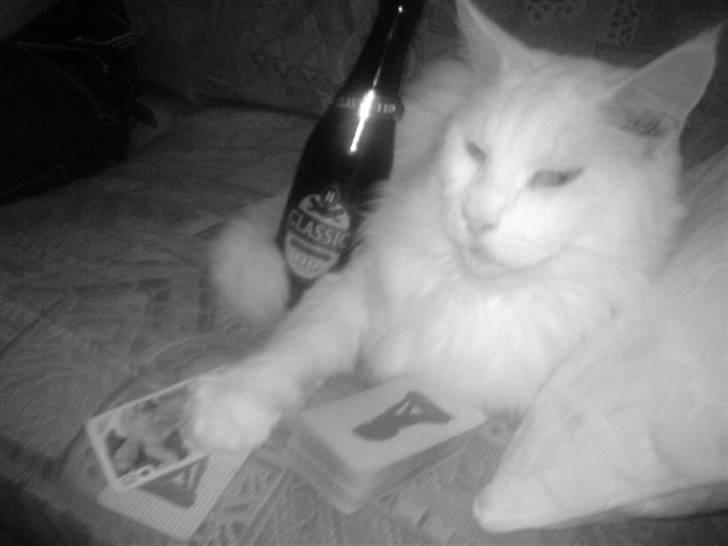 Maine Coon Josh billede 4