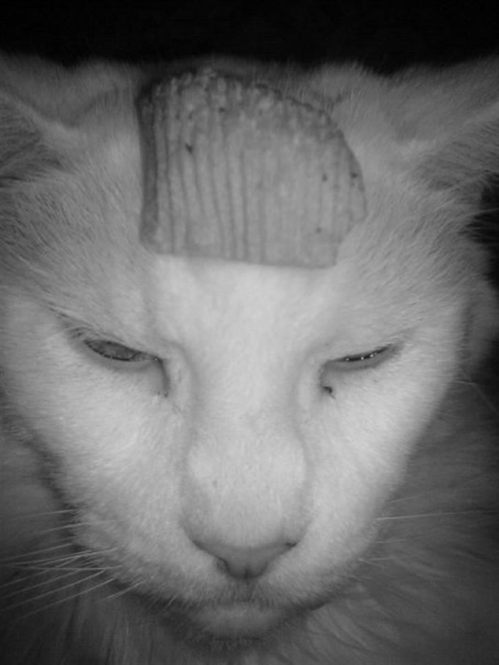 Maine Coon Josh billede 5