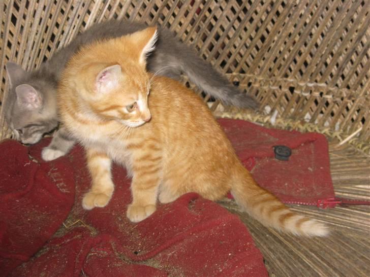 Huskat Rø'mis **BORTGIVET** billede 12