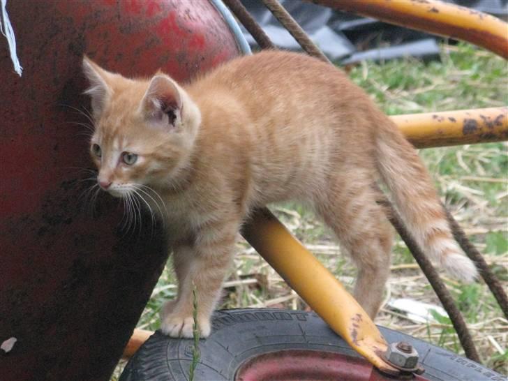 Huskat Rø'mis **BORTGIVET** billede 13