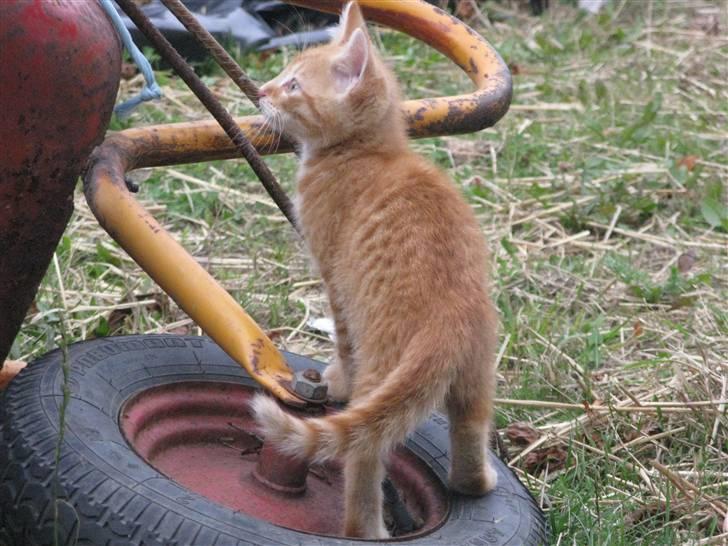 Huskat Rø'mis **BORTGIVET** billede 14