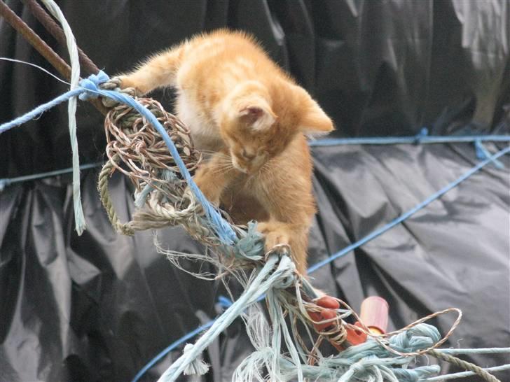 Huskat Rø'mis **BORTGIVET** billede 15