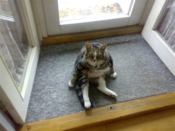 Huskat GALE billede 9