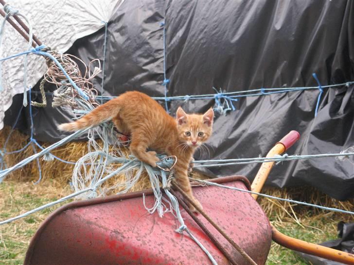 Huskat Rø'mis **BORTGIVET** billede 16