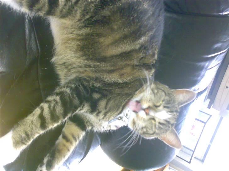 Huskat GALE billede 10