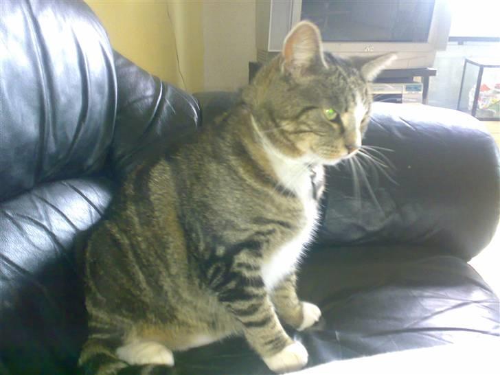 Huskat GALE billede 11