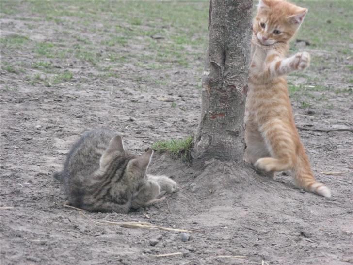 Huskat Rø'mis **BORTGIVET** billede 17