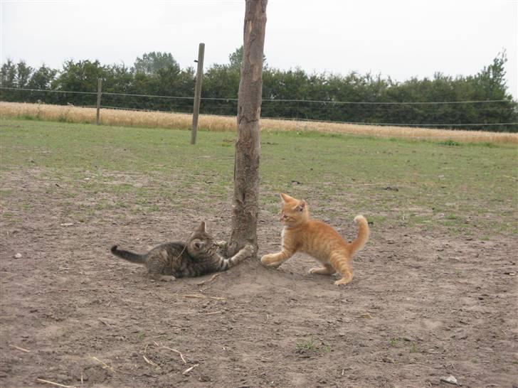 Huskat Rø'mis **BORTGIVET** billede 18