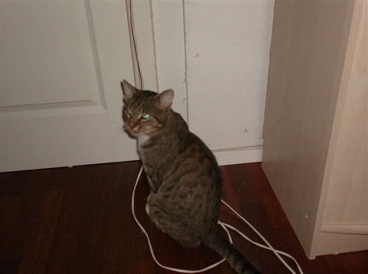 Blanding af racer Tiger billede 1