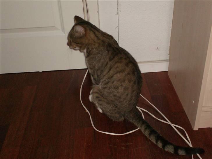 Blanding af racer Tiger billede 2