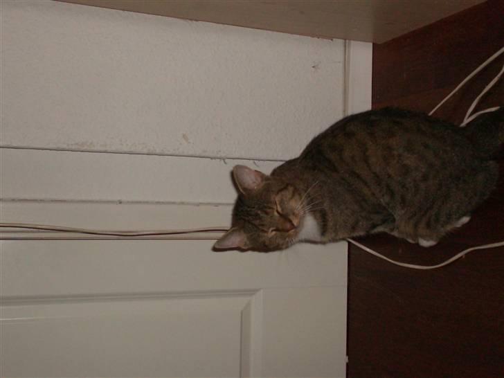 Blanding af racer Tiger billede 3