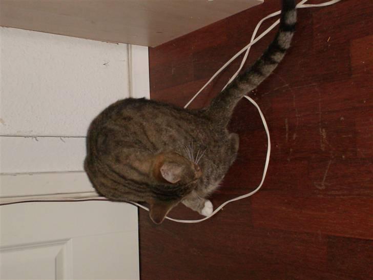 Blanding af racer Tiger billede 4