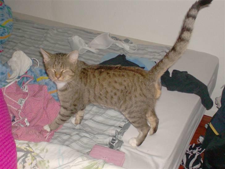 Blanding af racer Tiger billede 5