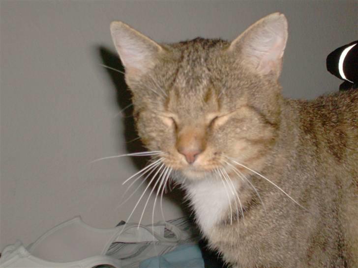 Blanding af racer Tiger billede 6