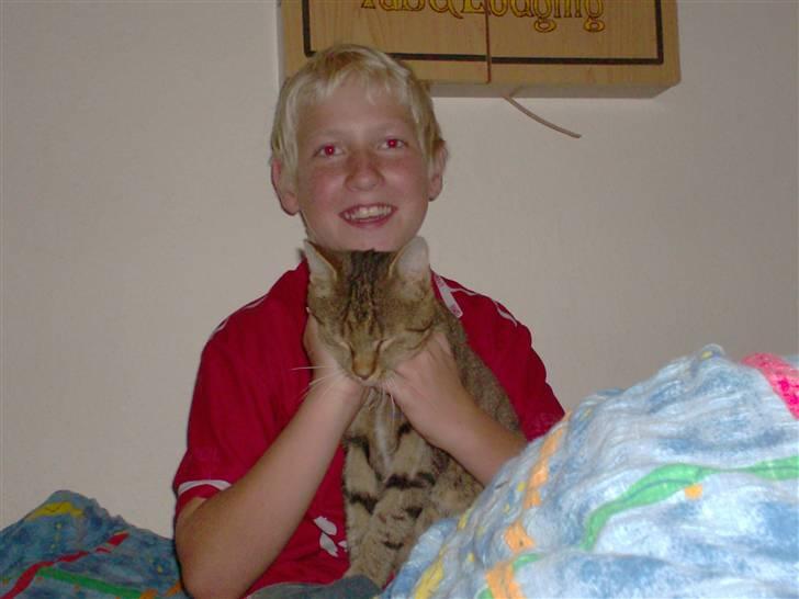 Blanding af racer Tiger billede 7