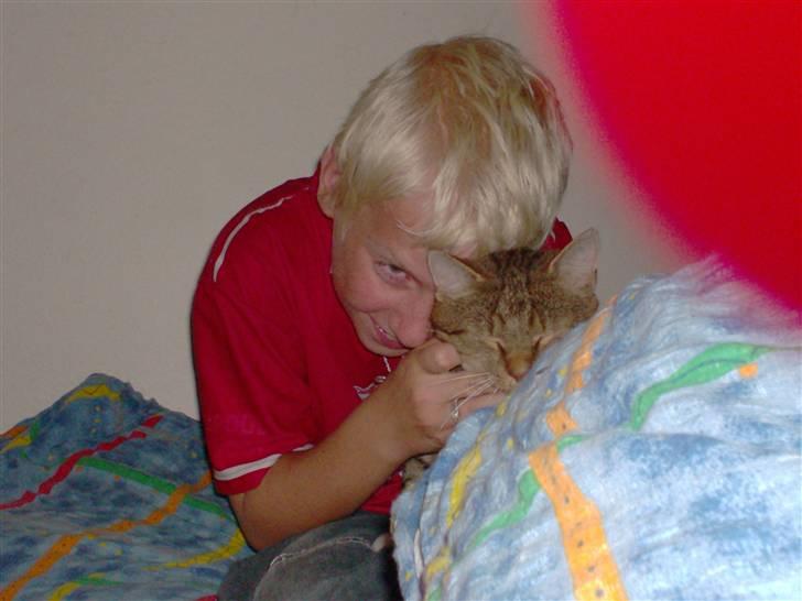 Blanding af racer Tiger billede 9