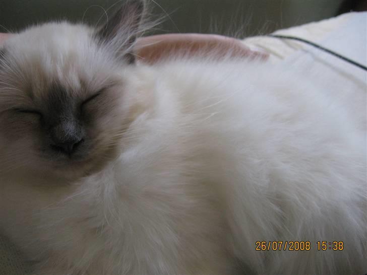 Hellig Birma GiaGuyon's Divine Emotion billede 11