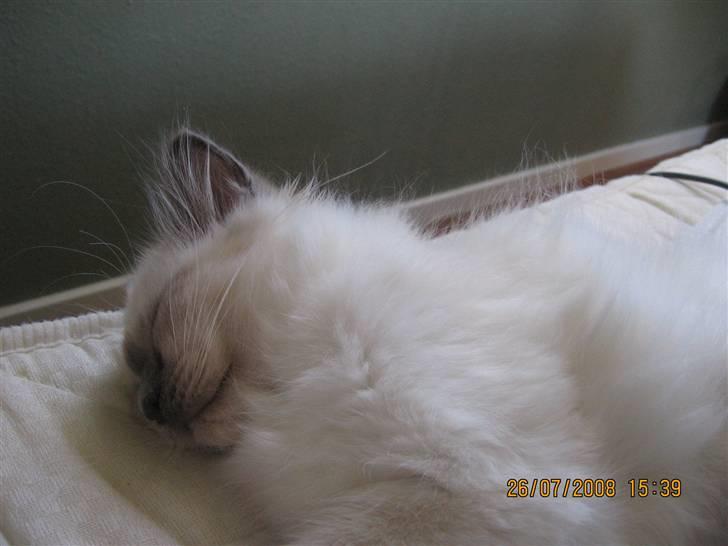 Hellig Birma GiaGuyon's Divine Emotion billede 12