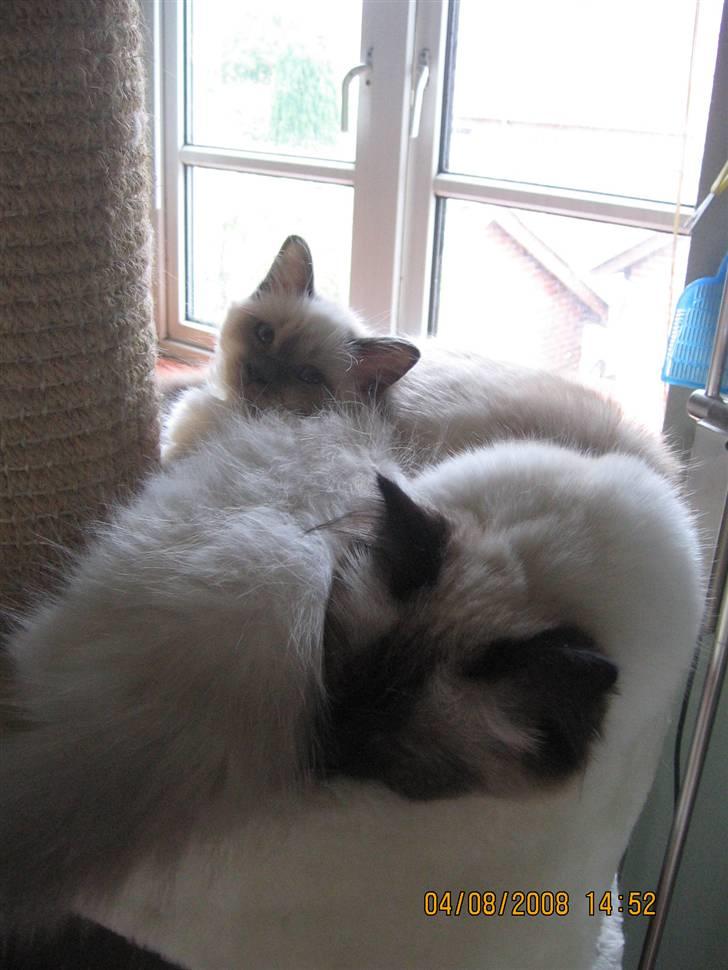 Hellig Birma GiaGuyon's Divine Emotion billede 13