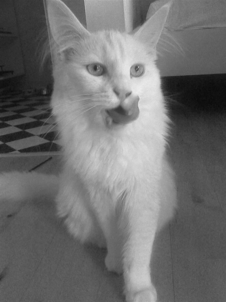 Maine Coon miss mia coons Zalsa - tak for god mad :o) billede 12