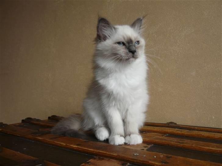 Hellig Birma GiaGuyon's Divine Emotion billede 14