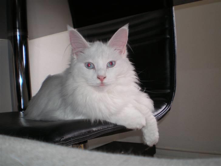 Maine Coon miss mia coons Zalsa - hej mor (08-08-08) billede 13