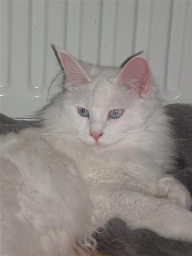 Maine Coon miss mia coons Zalsa - 08-08-08 billede 14