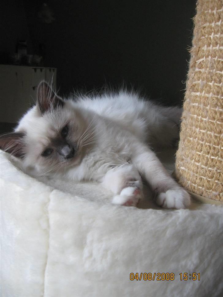 Hellig Birma GiaGuyon's Divine Emotion billede 15