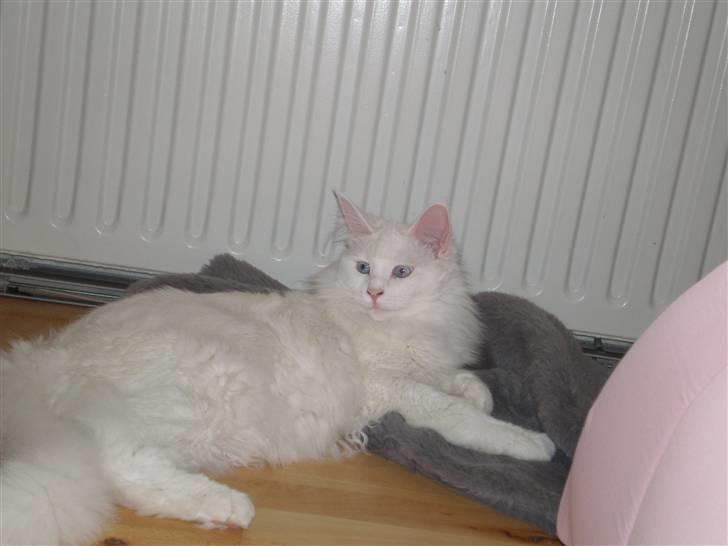 Maine Coon miss mia coons Zalsa - så er der dømt hygge. billede 15