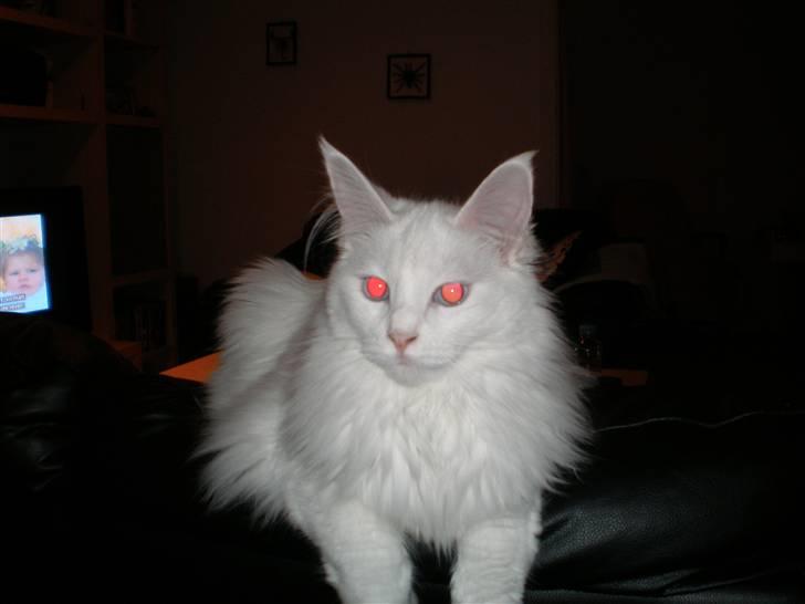 Maine Coon miss mia coons Zalsa - 08-08-08 billede 16
