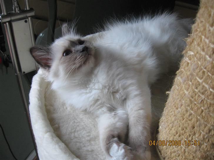 Hellig Birma GiaGuyon's Divine Emotion billede 16